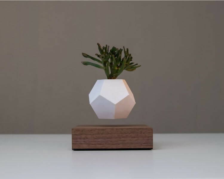 LYFE Zwevende Plant – Walnoot