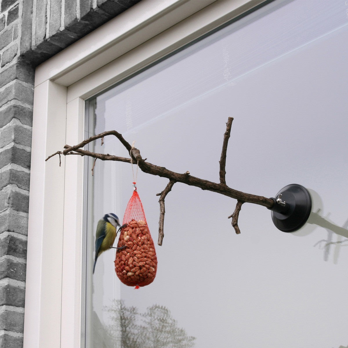 Home Birdie