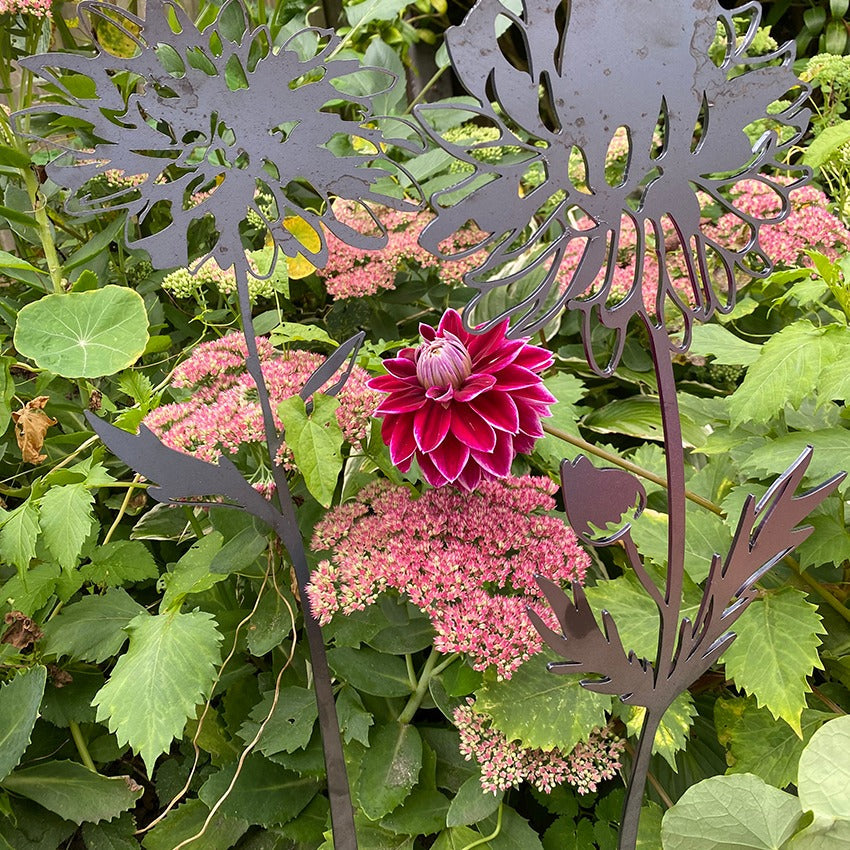 Dahlia B Cortenstaal 70cm