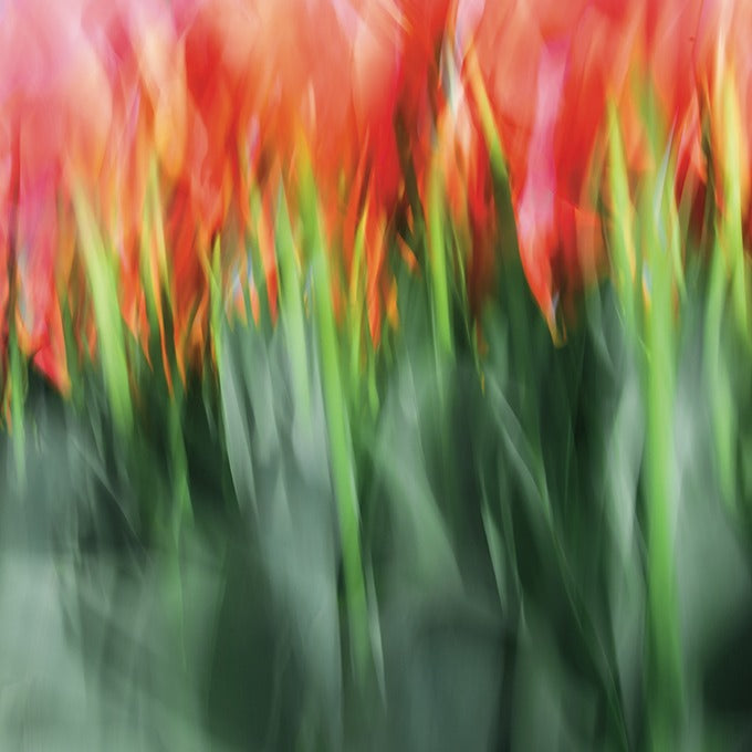 Magic Artwear "Fire Tulips"