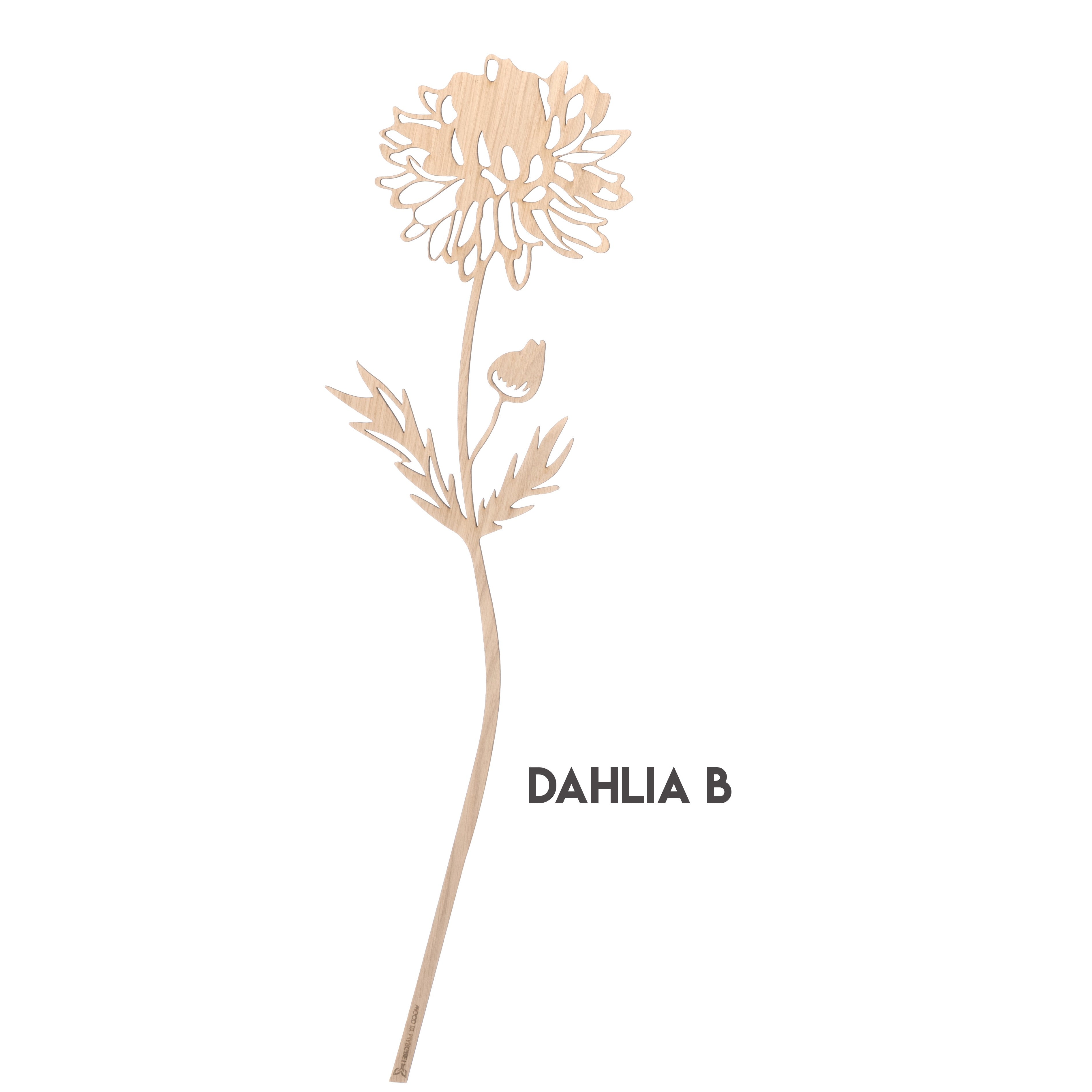 Dahlia Wood