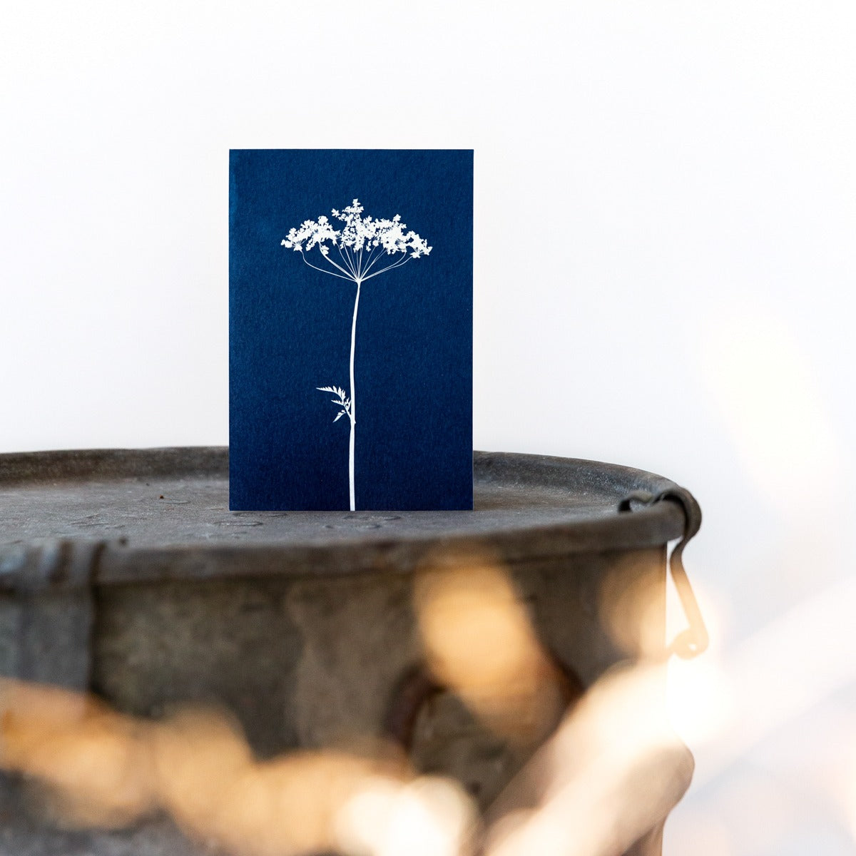 Cyanotype fine art print 10x15 Fluitenkruid