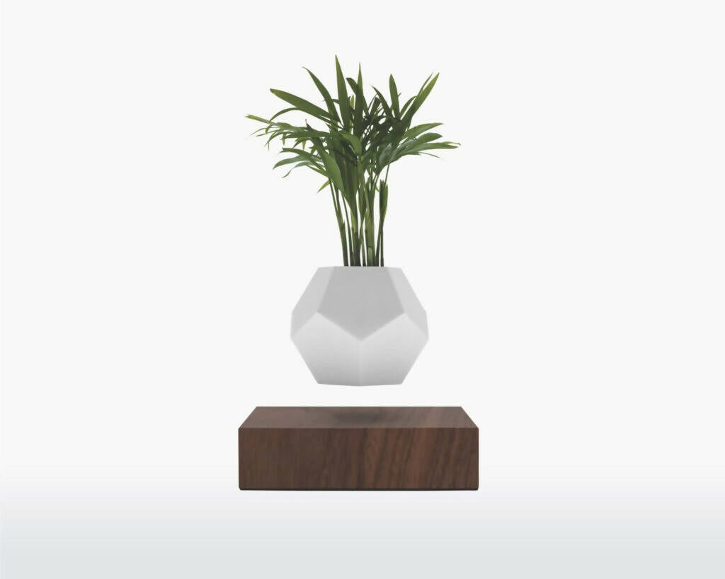 LYFE Zwevende Plant – Walnoot