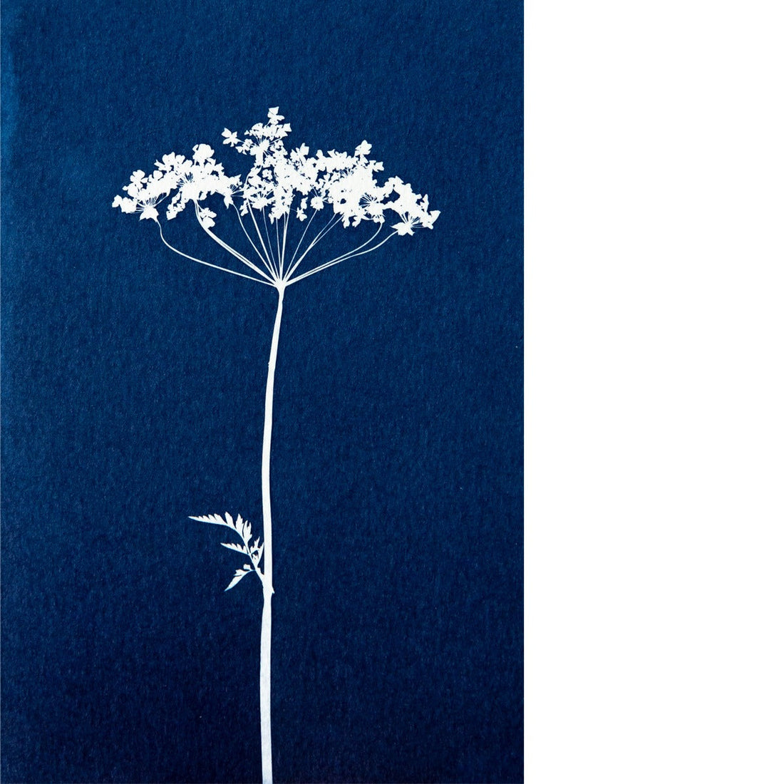 Cyanotype fine art print 10x15 Fluitenkruid