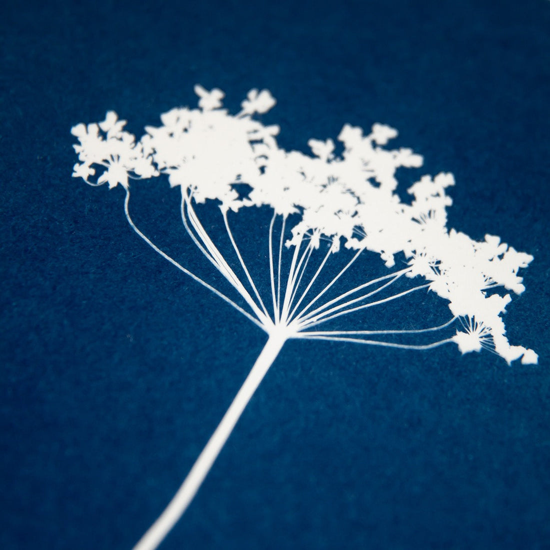 Cyanotype fine art print 10x15 Fluitenkruid