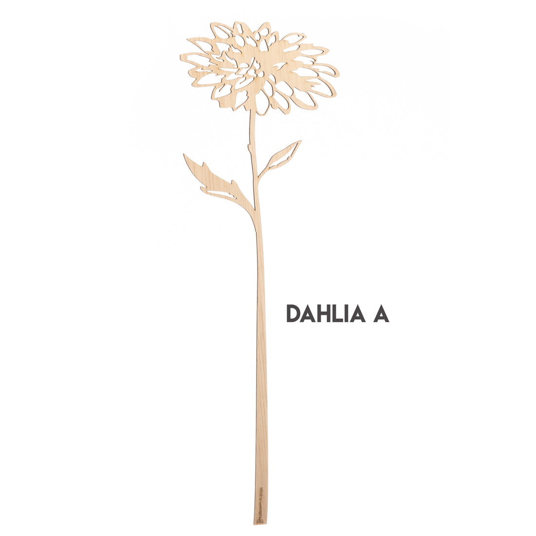 Dahlia Wood