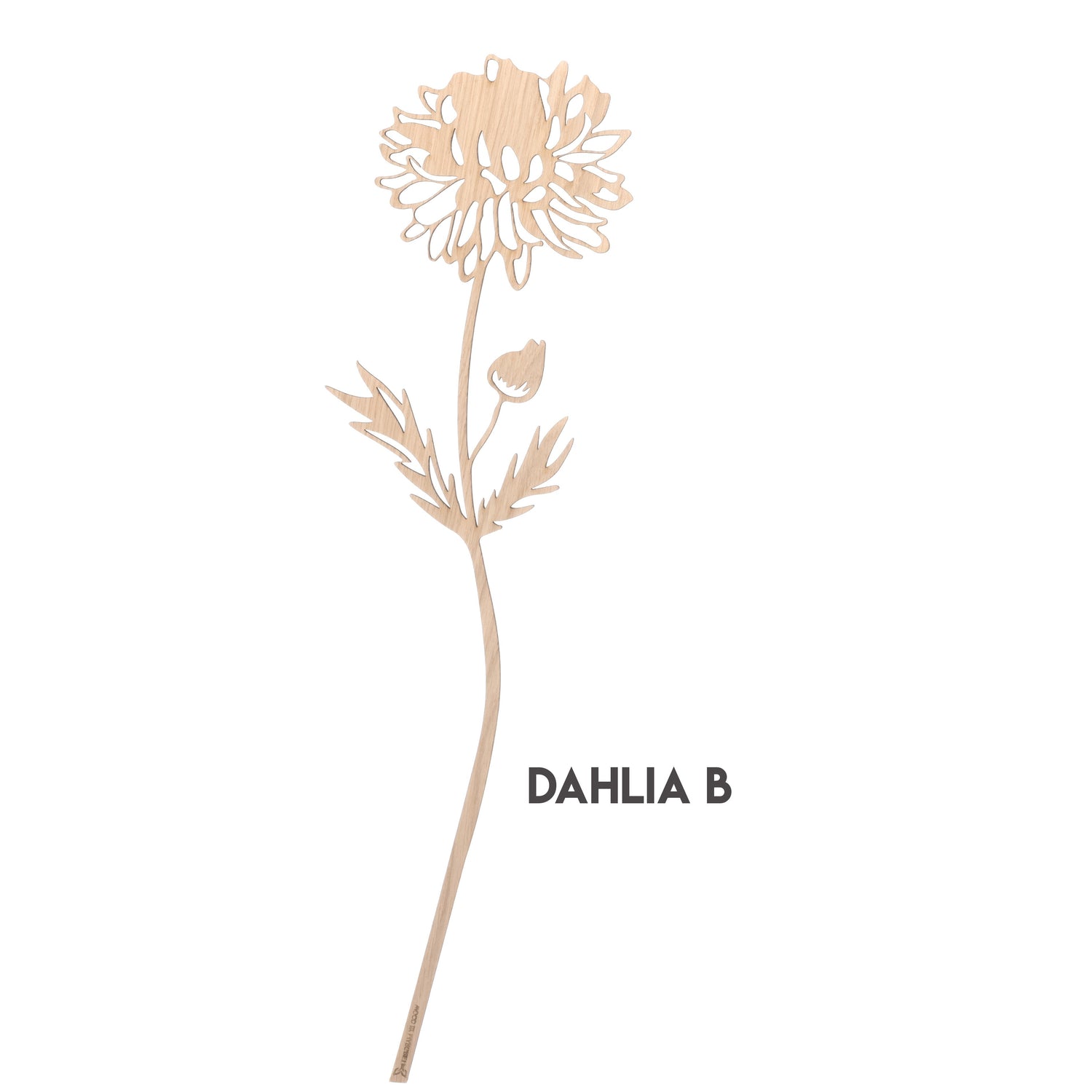Dahlia Wood