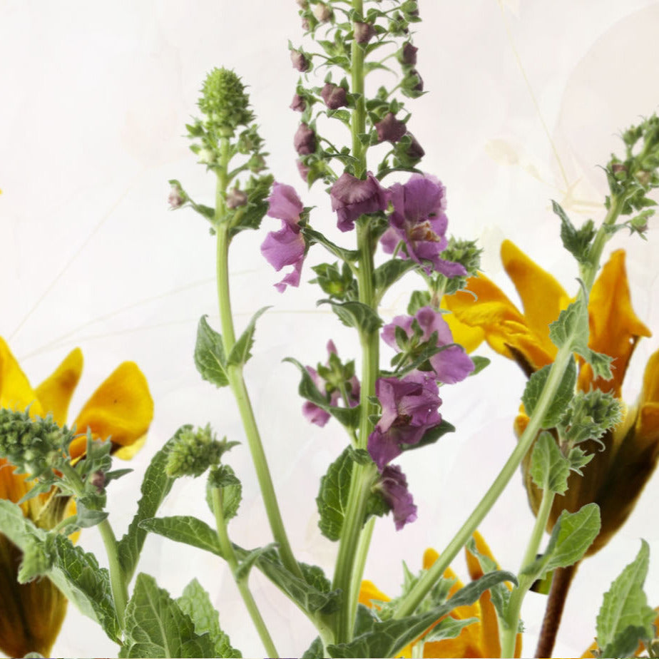 Behang A Day in the Field IAirtex