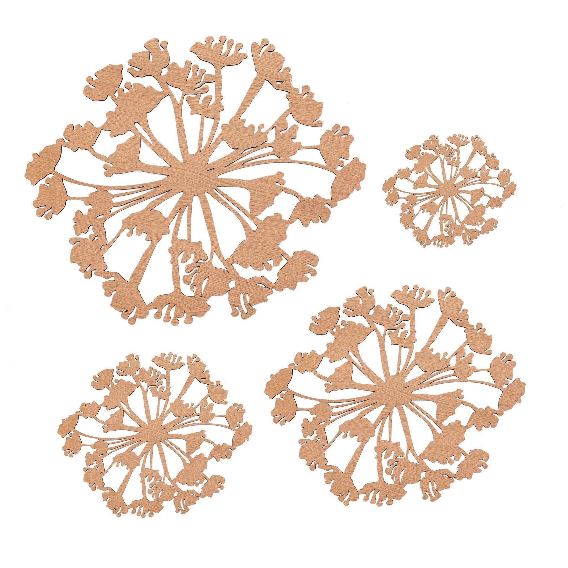 Berenklauw Wall flower